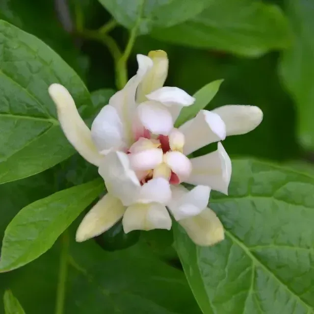 thumbnail for publication: Calycanthus floridus: Carolina Allspice, Sweetshrub